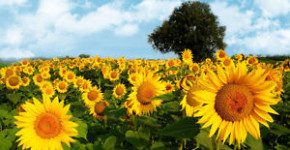 Frasi e aforismi sui fiori 7 frasi e aforismi sui fiori