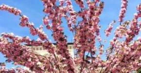 Aforismi sulla primavera 3 frasi e aforismi sulla primavera