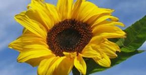 Frasi e aforismi sui girasoli 5 frasi e aforismi sui girasoli