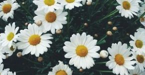 Frasi e aforismi sulle margherite 3 frasi e aforismi sulle margherite
