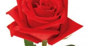 Frasi e aforismi sulle rose 7 frasi e aforismi sulle rose