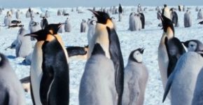 frasi sui pinguini