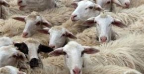 frasi sulle pecore